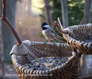 chickadee1