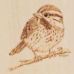 WEB-Sparrow-Portrait-s